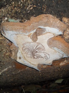 Artist's conk (Ganoderma applanatum) on a CA bay laurel log with drawing of oyster mushrooms