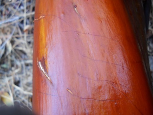bobcat claw marks on manzanita trunk