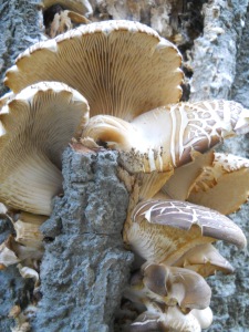 Oyster mushrooms (too old and tough to eat)